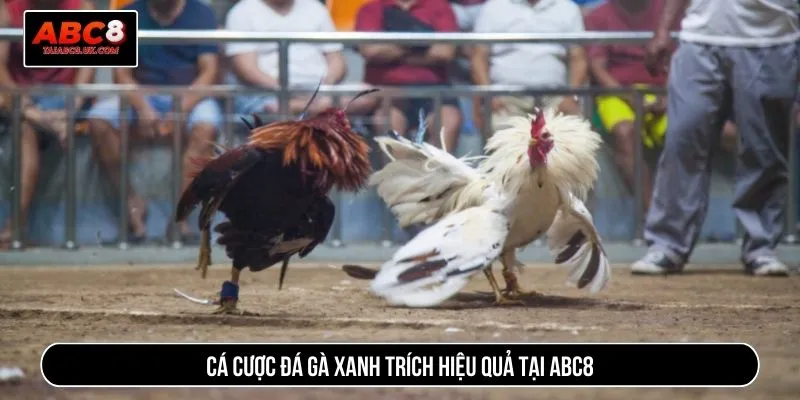 Cá cược đá gà xanh trích hiệu quả tại ABC8