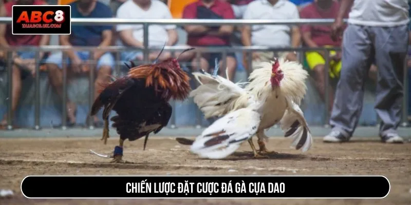 Chiến lược đặt cược đá gà cựa dao