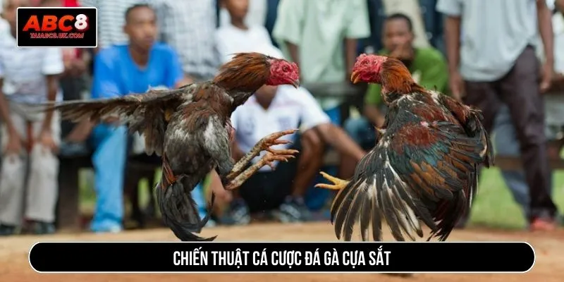 Chiến thuật cá cược đá gà cựa sắt
