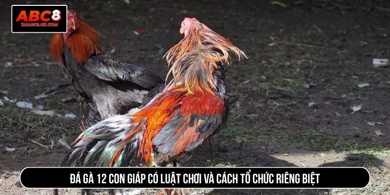 Đá gà 12 con giáp có luật chơi và cách tổ chức riêng biệt