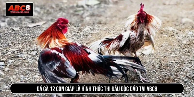 Đá gà 12 con giáp là hình thức thi đấu độc đáo tại ABC8