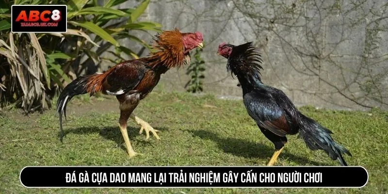 Đá gà cựa dao mang lại trải nghiệm gây cấn cho người chơi