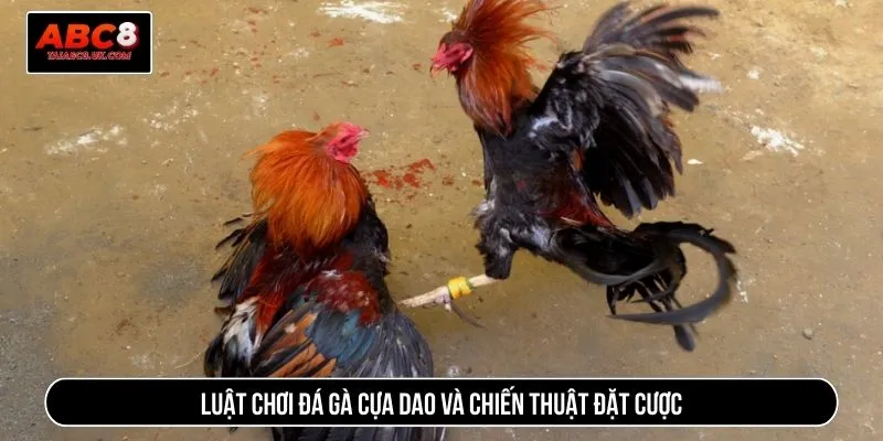 Đá gà cựa dao