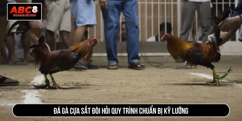 Đá gà cựa sắt đòi hỏi quy trình chuẩn bị kỹ lưỡng