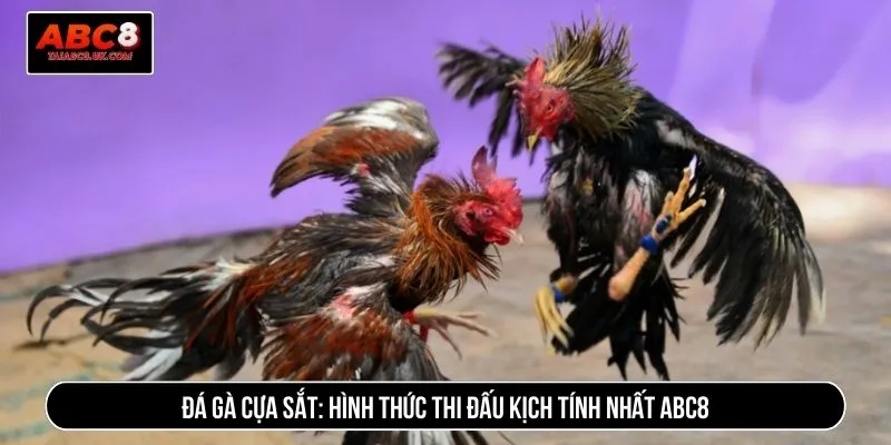 Đá gà cựa sắt