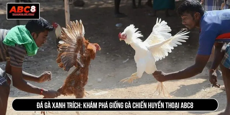 Đá gà xanh trích