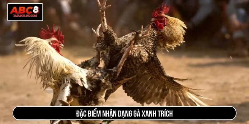 Đặc điểm nhận dạng gà xanh trích