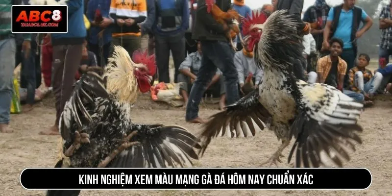 Kinh nghiệm xem màu mạng gà đá hôm nay chuẩn xác