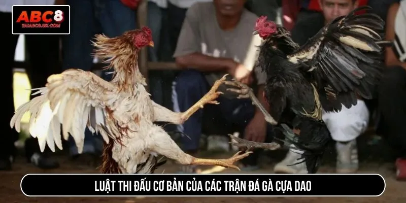 Luật thi đấu cơ bản của các trận đá gà cựa dao