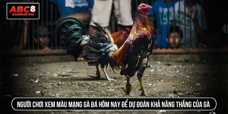 Người chơi xem màu mạng gà đá hôm nay để dự đoán khả năng thắng của gà đá