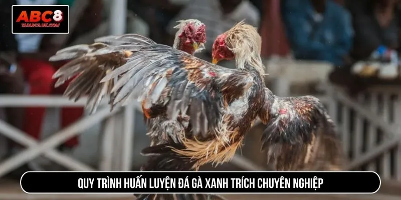 Quy trình huấn luyện đá gà xanh trích chuyên nghiệp