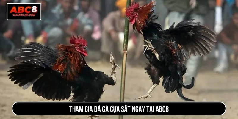 Tham gia đá gà cựa sắt ngay tại ABC8