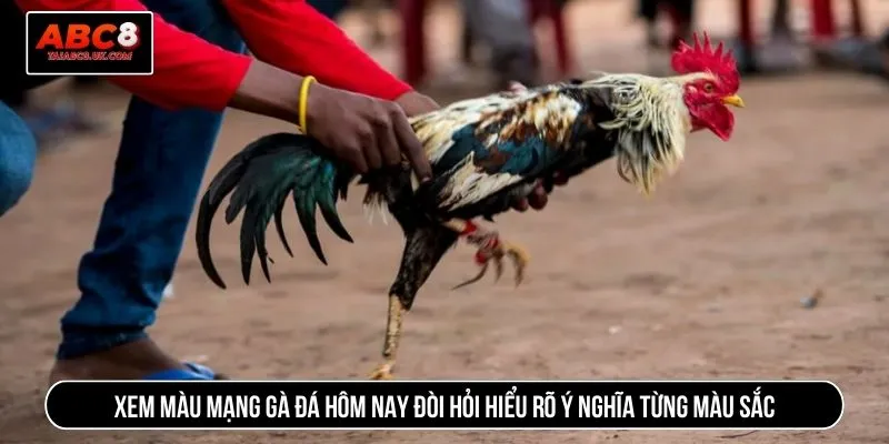 Xem màu mạng gà đá hôm nay đòi hỏi hiểu rõ ý nghĩa từng màu sắc