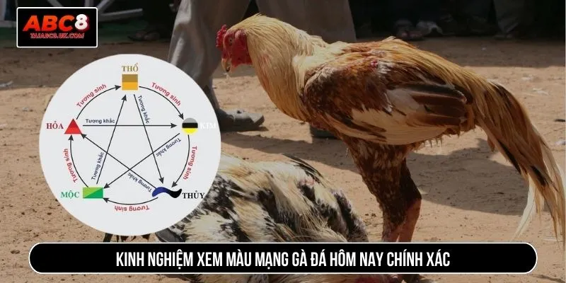 Xem màu mạng gà đá hôm nay